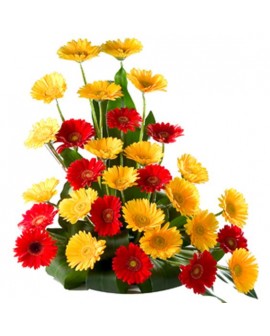 Recuperate Pronto 08