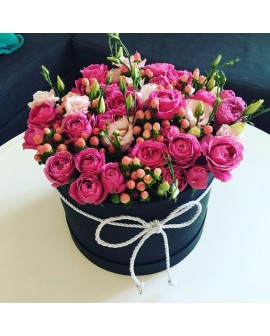 Recuperate Pronto 13