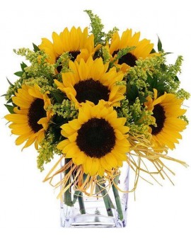 Recuperate Pronto 01